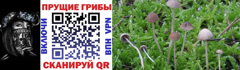 хочу   даркнет телеграм  Псилоцибиновые грибы Psilocybine cubensis  Орехово-Зуево 